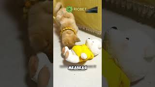 Забрала домой брошеную собачку 💔🐕 животные милыеживотные [upl. by Akinihs]