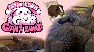 Giant Bunz  Flemish Giant Bunny Rabbit Stream 247 by CaptainKeira [upl. by Fairman]