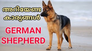 💥German Shepherd അറിയേണ്ടതെല്ലാം ALL ABOUT GERMAN SHEPHERD DETAILED VIDEO IN MALAYALAM  GSD DOG [upl. by Leela]