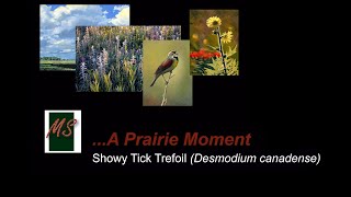 A Prairie Moment  ShowyTickTrefoil Desmodium canadense [upl. by Geralda602]