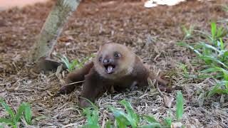 🦥The Cutest Baby Sloth [upl. by Etra6]