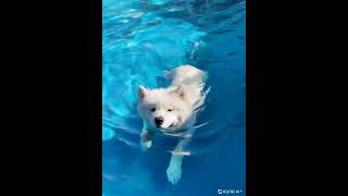 Professional Mode Dog swimming water ripples spre [upl. by Keyte]