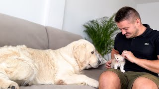 My Golden Retriever Meets New Tiny Kitten for the First Time [upl. by Benia]