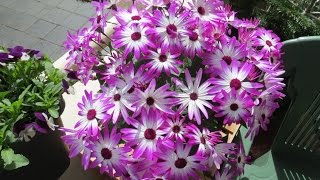 My Senetti [upl. by Pepito]