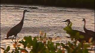 Sandhill Cranes [upl. by Matthaus]