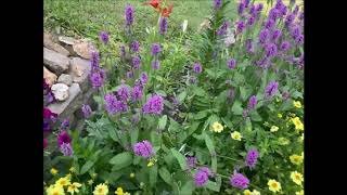 Hummelo Stachys Flowering Plant [upl. by Nyssa]