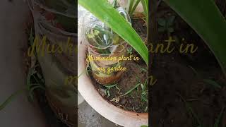 Muskmelon Plant mein fruit aagaya garden gardening plants [upl. by Gnni]