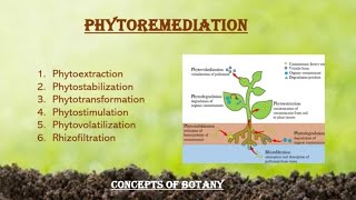 Phytoremediation Types of Phytoremediation Urdu Hindi Bioremediation Concepts of Botany [upl. by Goff]