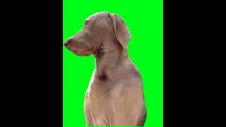 Buford you listening Green Screen Meme [upl. by Goldstein]