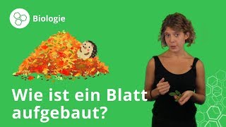 Blätter von Pflanzen Aufbau und Funktion – Biologie  Duden Learnattack [upl. by Siskind520]