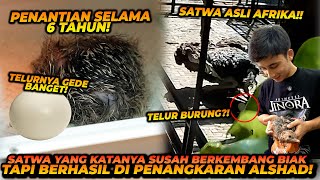 PENANTIAN 6 TAHUN  AKHIRNYA ALSHAD BERHASIL MENGEMBANG BIAKKAN DINOSAURUS MODERN [upl. by Eldwin]