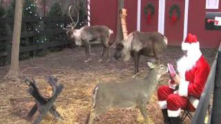 ReindeerCamcom Santa Feeding [upl. by Shannen]