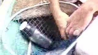 Channel Catfish Caught On Bee Jay Catfish Dough Bait [upl. by Vokaay905]