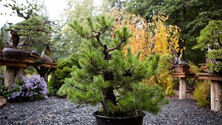 How to Trunk Bend a FieldGrown Pine Bonsai [upl. by Kuska]