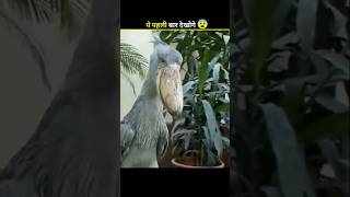 Scariest Bird sound birds amazingfacts telly Mahatma [upl. by Pru283]