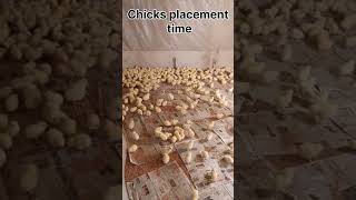 Chiks placement 2500 Bird। चुजा placement समय।chiks poultrytips chickenfarm [upl. by Neret]