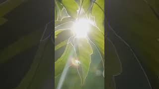 Photosynthesis science sciencefacts knowledge phytomining viralvideo shorts facts video [upl. by Llahsram]