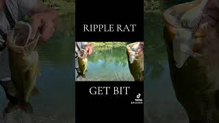 SOARDBAITS RIPPLE RAT TOPWATER WAKE BAIT fish fishing swimbait fypシ゚ viralvideo getbit letsgo [upl. by Hegarty430]