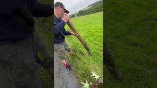 Man Assists in Relocation of a Drenched Bee Swarm [upl. by Azal237]