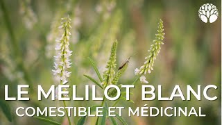 Mélilot blanc  les propriétés culinaires médicinales et les risques [upl. by Skillern109]