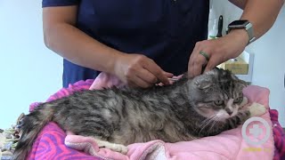 How to Administer Insulin to Your Cat at Home [upl. by Jos878]