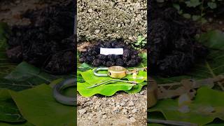 original nalla pasupu original black turmeric plant Kali haldi test trending 9325837843 [upl. by Anuahsal]