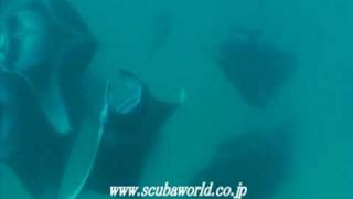 ダイビングツアー Big School of Manta in Hanifaru BayMaldives （マンタの大群） [upl. by Aikkan545]