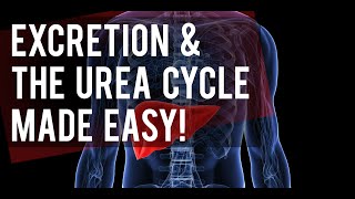 The Urea Cycle Made Easy [upl. by Anihsit]