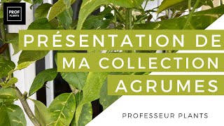 PRÉSENTATION DE MA COLLECTION D’AGRUMES [upl. by Ades]