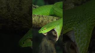 🐍 Trimeresurus Albolabris [upl. by Cohbert]