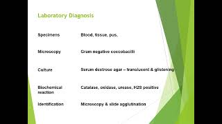 Brucella disease diagnosis and treatment [upl. by Bravar]