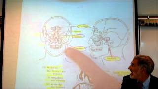 ANATOMY RESPIRATORY SYSTEM by Professor Finkwmv [upl. by Solim]