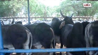 Amélioration race bovine introduction guzera par la GEPS au Sénégal [upl. by Pooi]