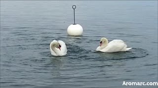 Cygnes en parade sur le Léman Swans in love [upl. by Lucie]