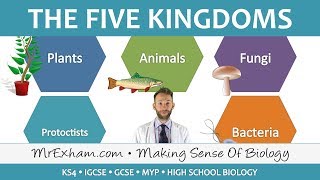 5 Kingdom Classification  GCSE Biology 91 [upl. by Oludoet751]