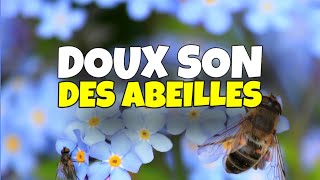 👉 SON DES ABEILLES 🎧 BRUIT DES ABEILLES 🎧 SON DE LA RUCHE [upl. by Oiluj]