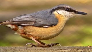 Nuthatch  Wildlife in Cornwall [upl. by Yrallih663]