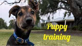 PUPPY TRAINING [upl. by Armanda]