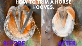 Trimming Overgrown Horse Hooves [upl. by Karr]