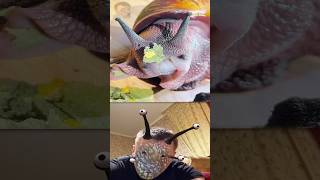 What is the Hungriest Snail in the World Eating [upl. by Elva]