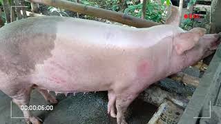 PIG FARMING INAHIN  1st Sow LARGE WHITE X LANDRACE [upl. by Anaz370]