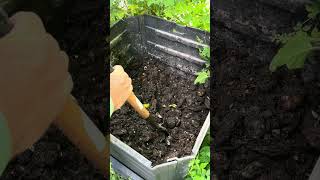 Compost and Red Stinkhorn garden gardening mangotypes [upl. by Prior]