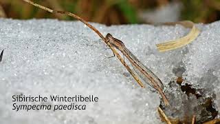 Libellen im Schnee und Eis  Damselflies in snow and ice [upl. by Suisyola]