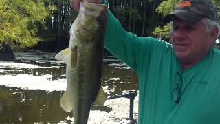 September Bass Fishing Caddo Lake [upl. by Lotsyrk]