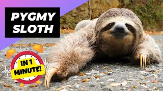 Pygmy Threetoed Sloth 🦥 The Worlds Smallest Sloth  1 Minute Animals [upl. by Prissy195]