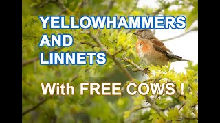 Bird Photography  Yellowhammers and Linnets in Staffordshire [upl. by Graham]