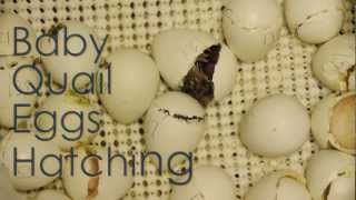 Baby Quail Eggs Hatching [upl. by Fendig675]