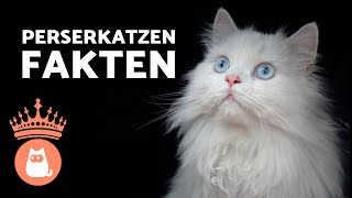 10 FACTS über PERSERKATZEN 🐱 Kennst du sie alle [upl. by Roseann]