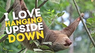 Why do sloths like to hang upside down [upl. by Dulla510]