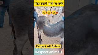 Khayal rakho inka donkey shorts horse youtubeshorts jungle minivlog beast animals [upl. by Eenttirb]